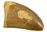 Serrated, Carcharodontosaurus Tooth - Real Dinosaur Tooth #308352-1